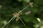 Mosquito bulrush